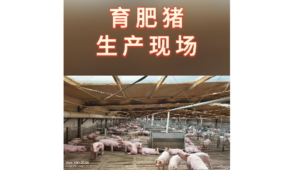 育肥豬生產(chǎn)現(xiàn)場