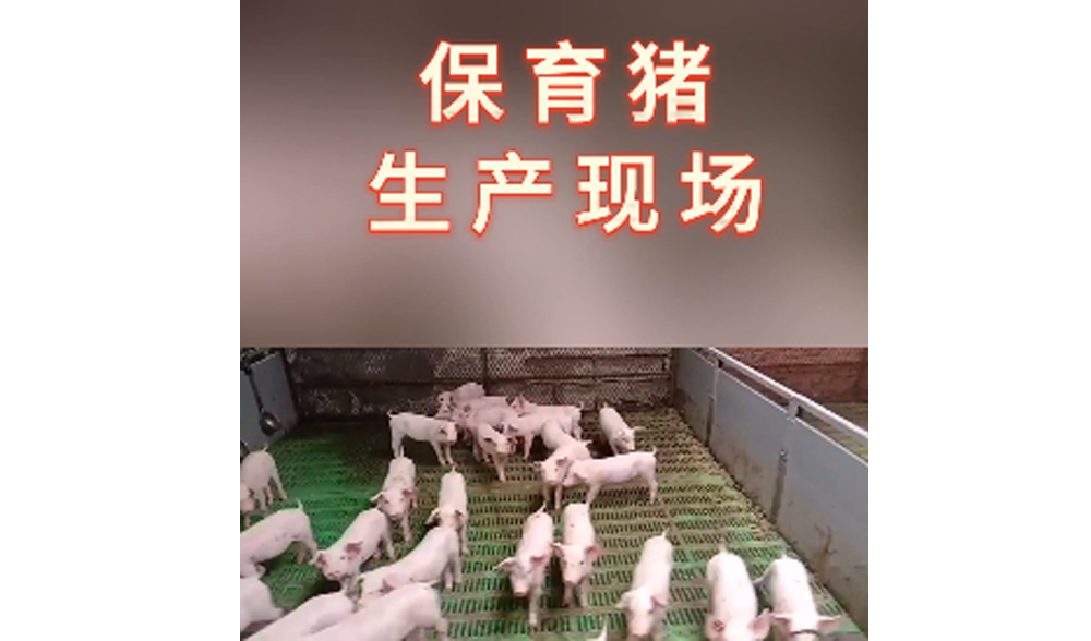 保育豬生產(chǎn)現(xiàn)場